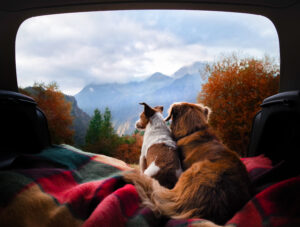 Dogs,Camping,In,The,Car.,Nova,Scotia,Duck,Tolling,Retriever